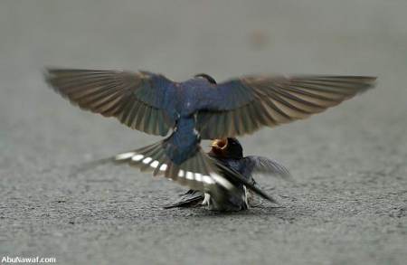 The male swallow brings the female food and attends to her with love and compassion