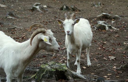 Goat Ambassadors at Kaja & Grom