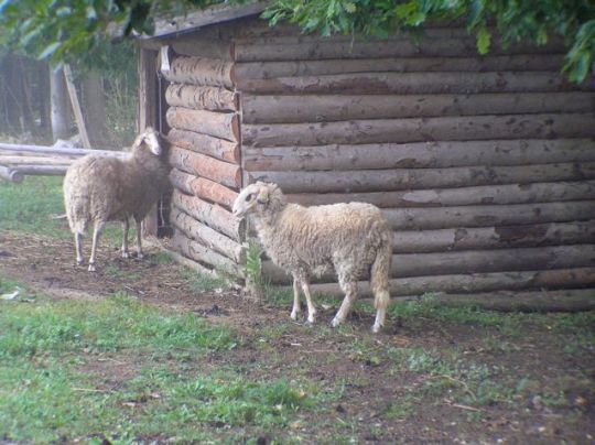 Sheep Ambassadors at Kaja & Grom