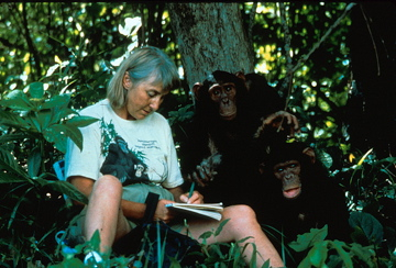 Journaling with chimps in Zambia